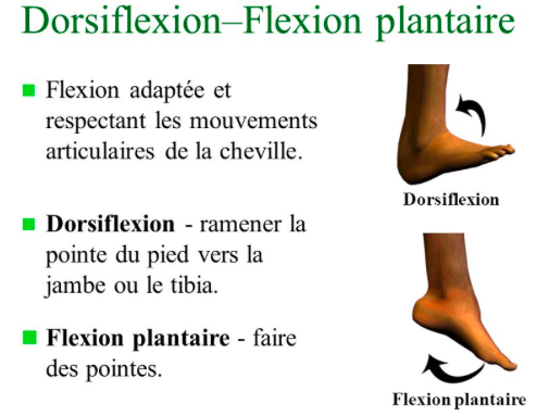 flexion plantaire de la cheville