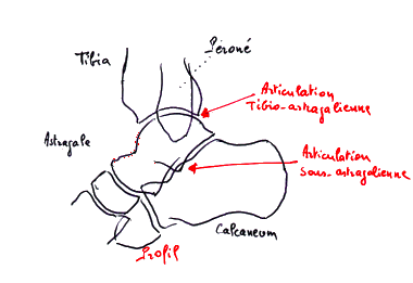 La dorsiflexion pour r parer votre entorse de la cheville u Trail