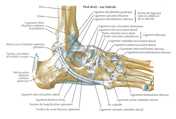 La dorsiflexion pour r parer votre entorse de la cheville u Trail