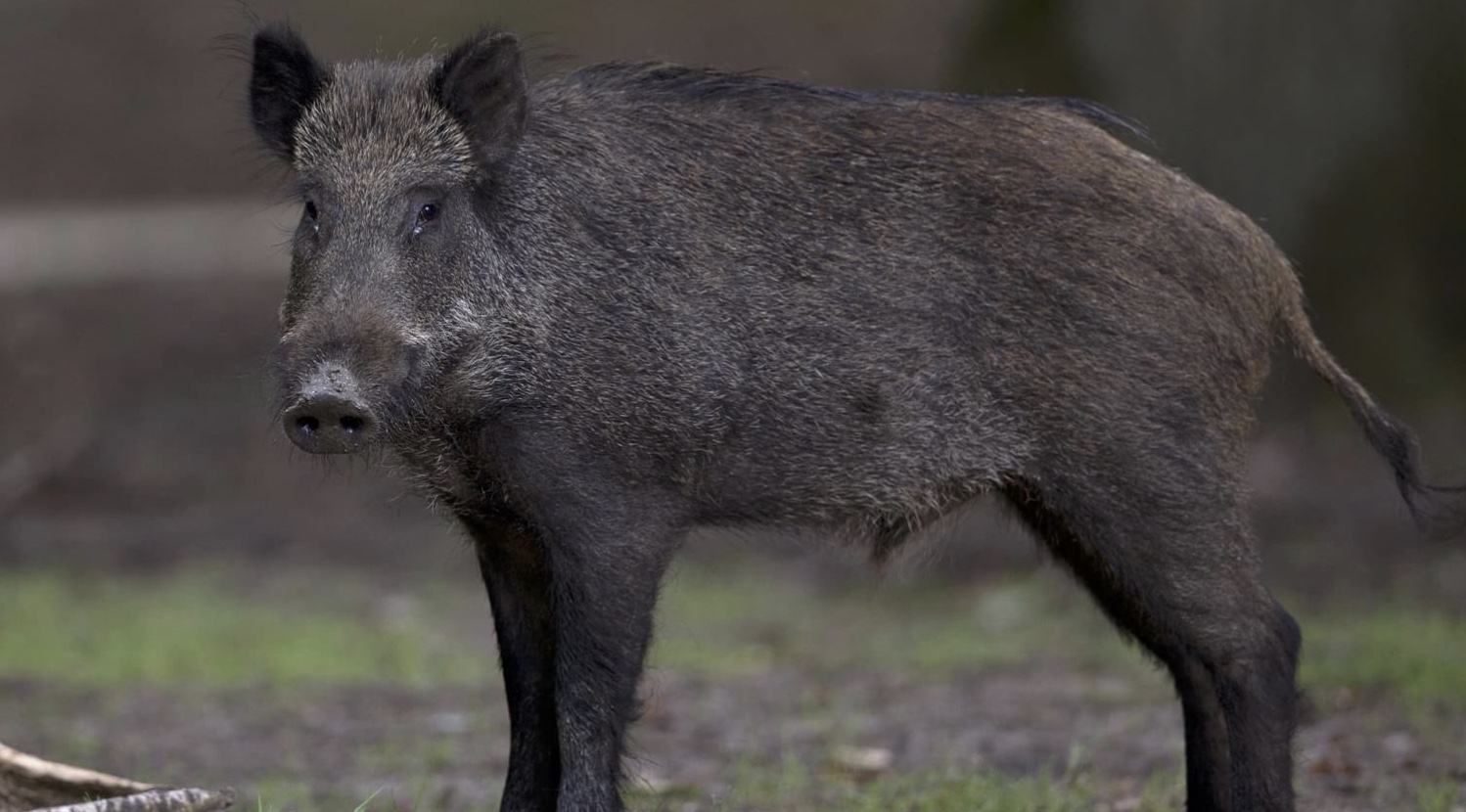 Cette fois c est vrai un sanglier tue un chasseur u Trail